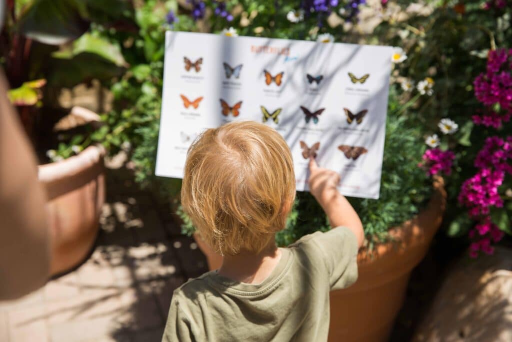 Kind schaut sich Arten von Schmetterlingen an: Sommer in der Kita, Waldtage, Naturerlebnisse und Lernchancen