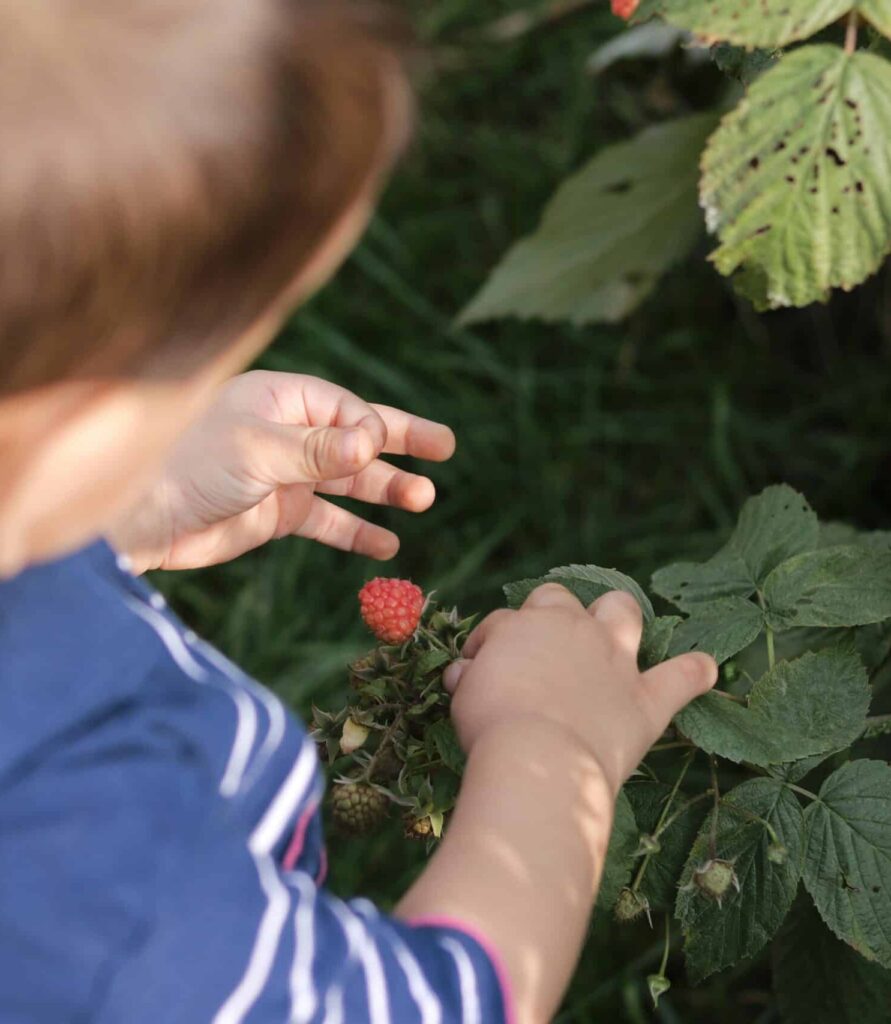Kita-Naturerlebnis Wald: Kind untersucht Wald Pflanzen, Beeren, Blätter